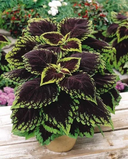 🔥🔥Renouveau du Jardin 💥Coleus blumei - noir bleu