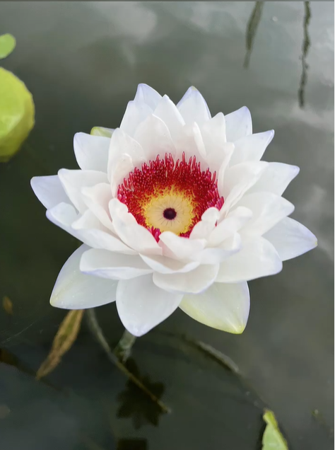 🔥 50% de Réduction 🎁⏰Les graines de nénuphar