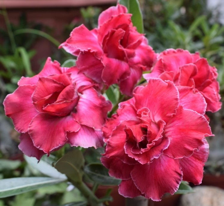 🎁Super easy care! 🌵Desert Rose Bulbs🌸 Adenium Obesum Bulbs