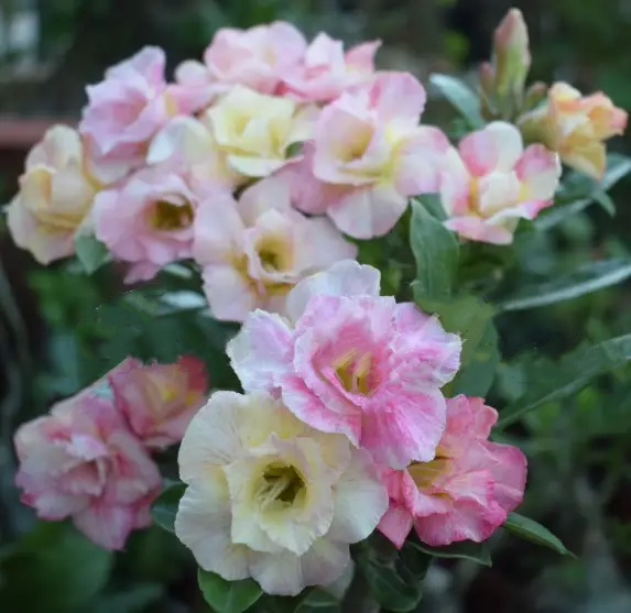 🌸 50% Off on Desert Rose🌸