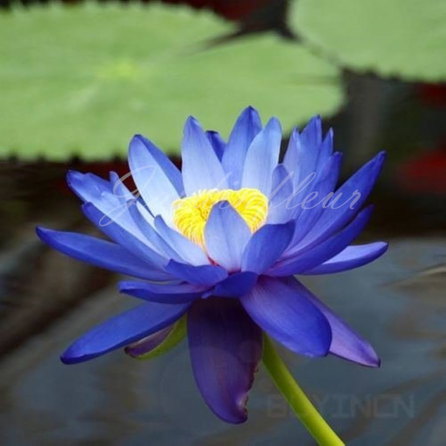 【50% de réduction】Graines Premium de Fleur de Lotus Bonsaï - Germination en 7 jours