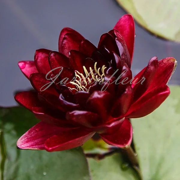 【50% de réduction】Graines Premium de Fleur de Lotus Bonsaï - Germination en 7 jours