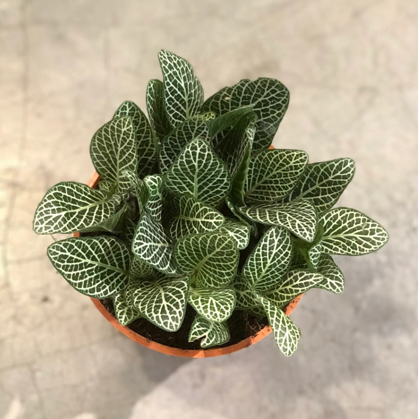 Fittonia Seeds, Nerve Plant Seeds, Mosaic Seeds