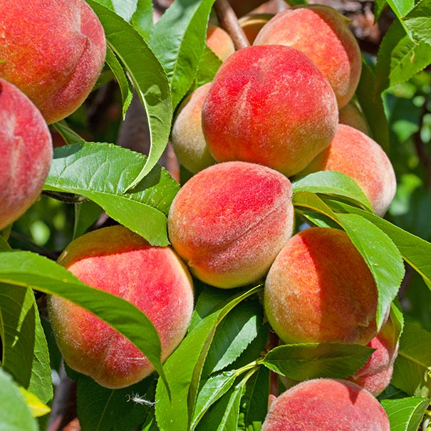 Peach Tree Seeds🍑🌱 Suitable For Family Planting, Good Harvest Every Year