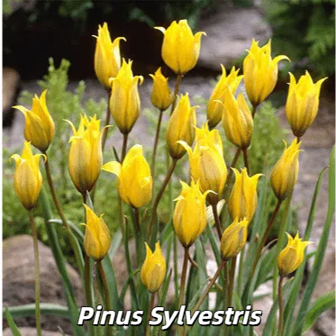 🌷 Botanical Tulip Bulbs