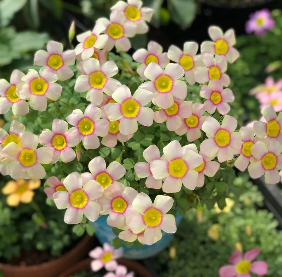 Oxalis Bulbs 🌺🏡 Low Maintenance Perennial Flowering Plants