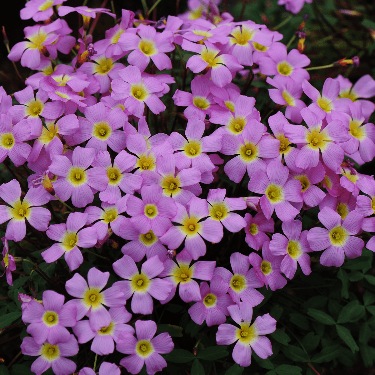 Oxalis Bulbs 🌺🏡 Low Maintenance Perennial Flowering Plants