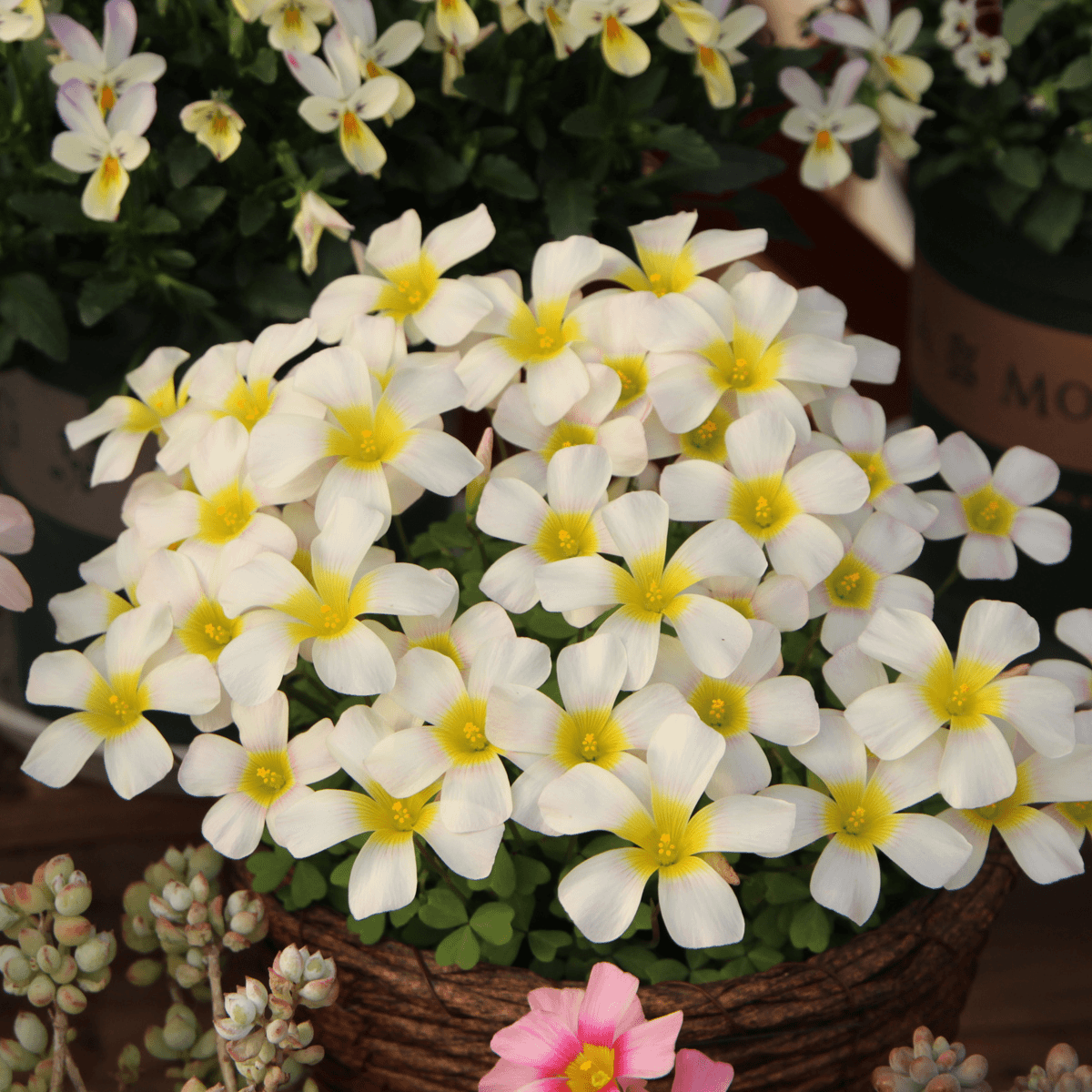 Oxalis Bulbs 🌺🏡 Low Maintenance Perennial Flowering Plants