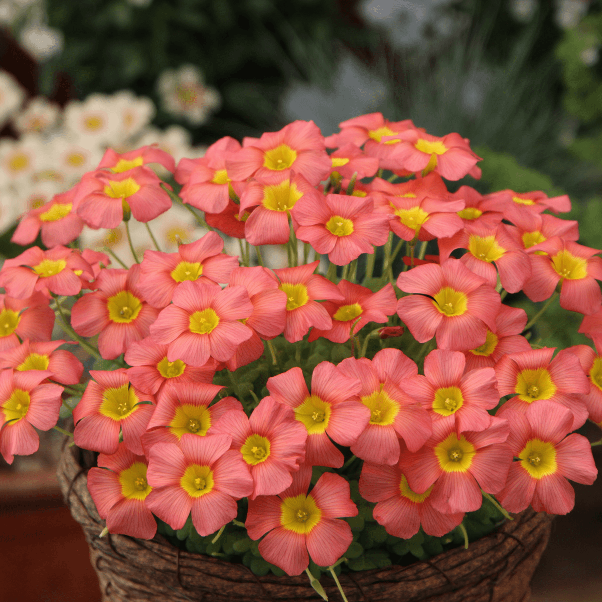 Oxalis Bulbs 🌺🏡 Low Maintenance Perennial Flowering Plants