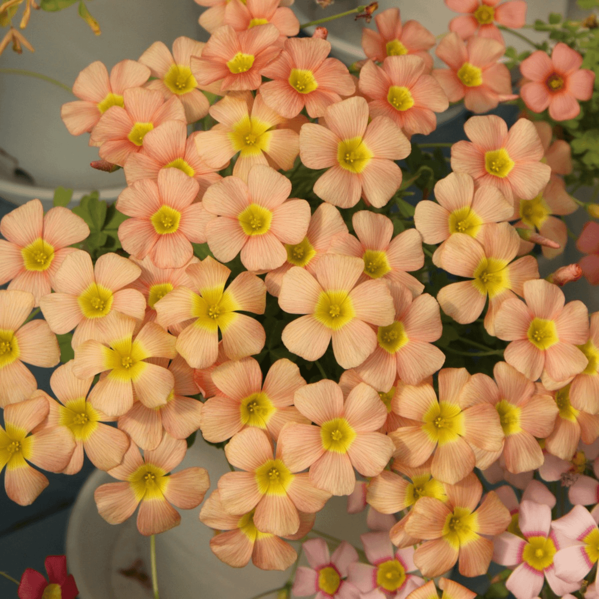 Oxalis Bulbs 🌺🏡 Low Maintenance Perennial Flowering Plants