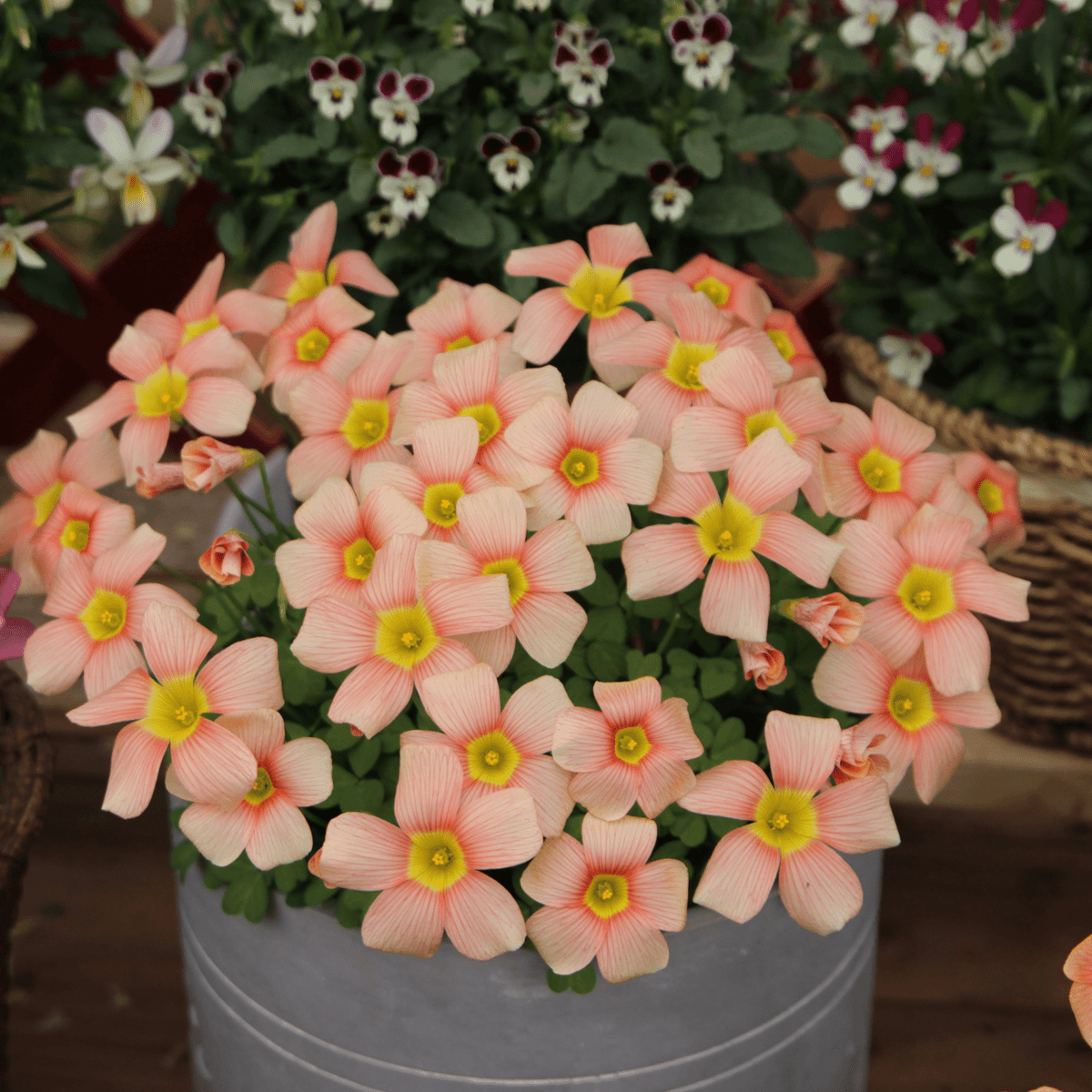 Oxalis Bulbs 🌺🏡 Low Maintenance Perennial Flowering Plants