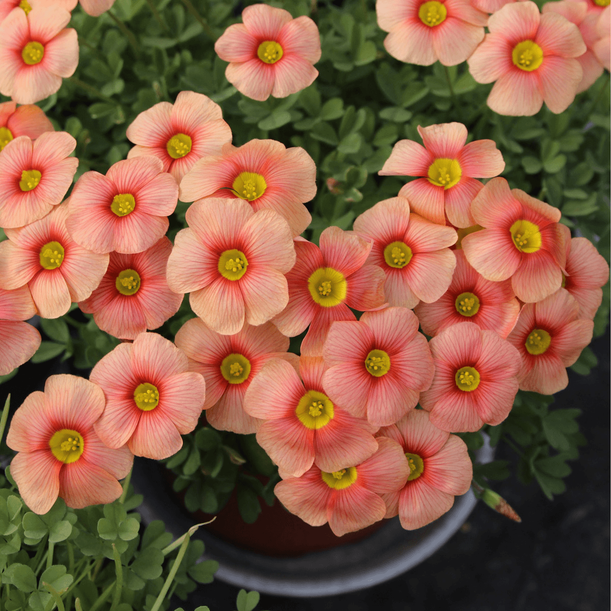 Oxalis Bulbs 🌺🏡 Low Maintenance Perennial Flowering Plants