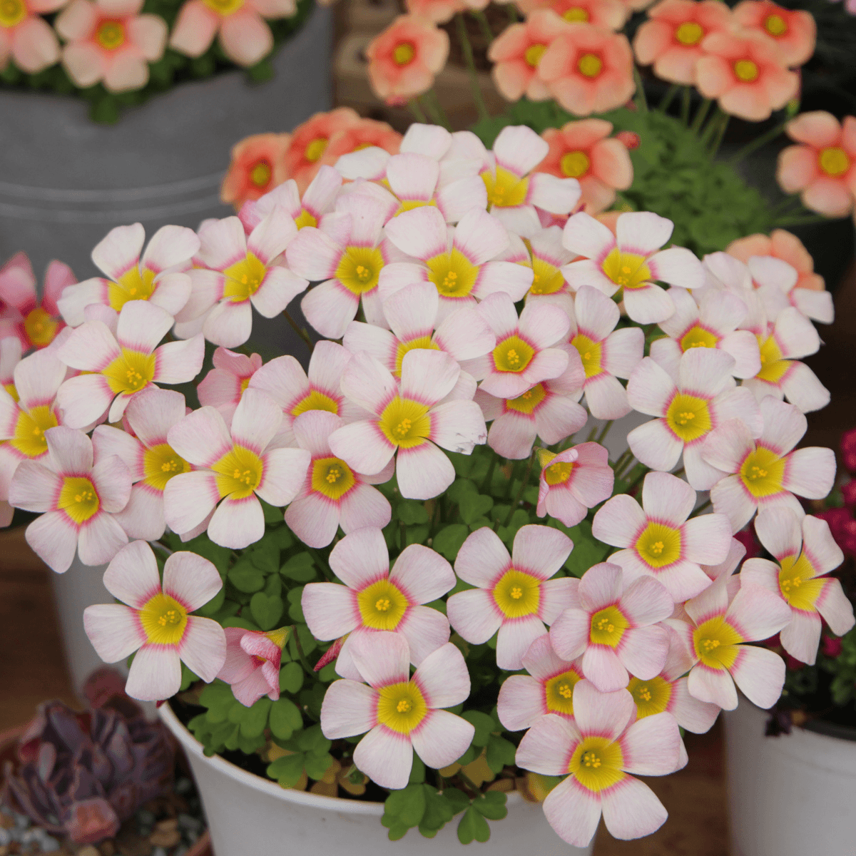 Oxalis Bulbs 🌺🏡 Low Maintenance Perennial Flowering Plants