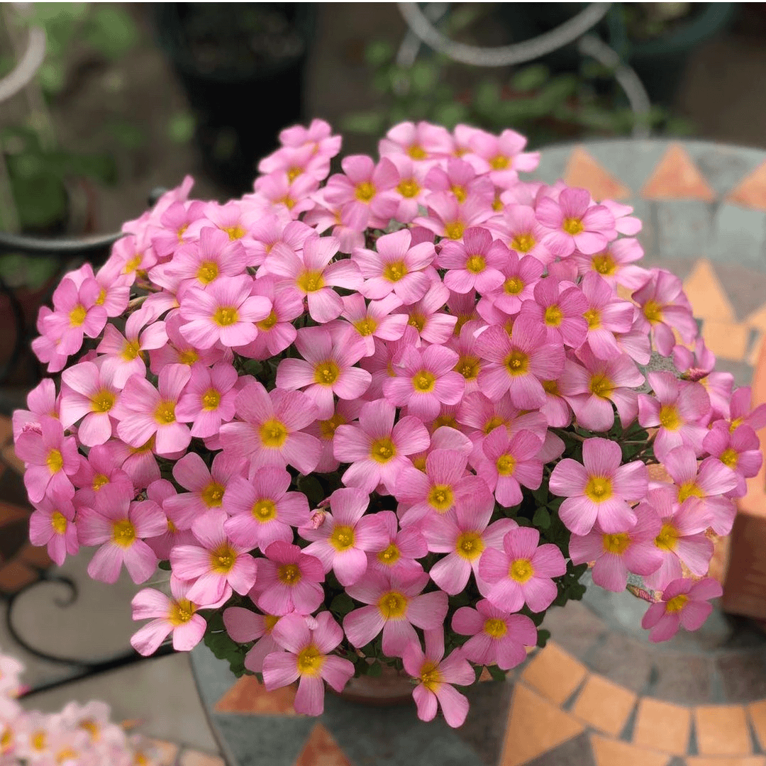 Oxalis Bulbs 🌺🏡 Low Maintenance Perennial Flowering Plants