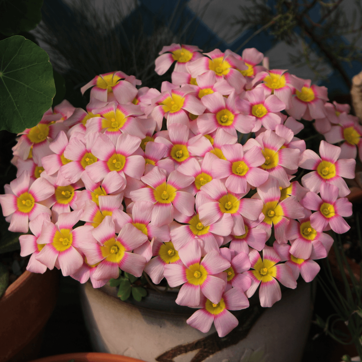 Oxalis Bulbs 🌺🏡 Low Maintenance Perennial Flowering Plants