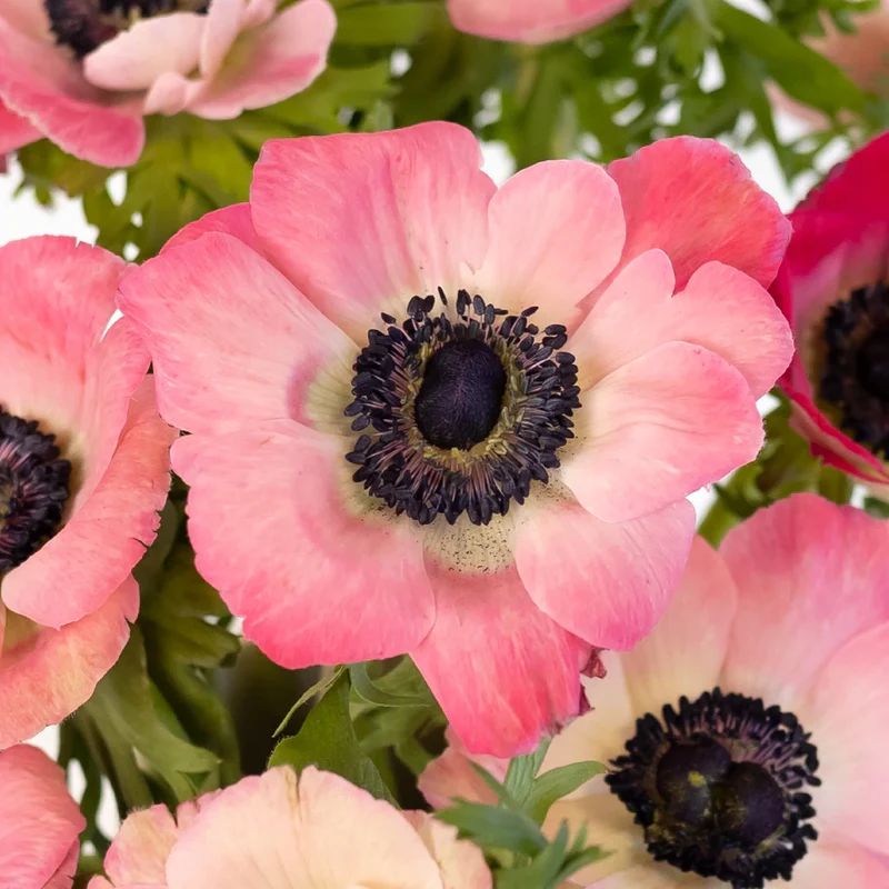 Anemone Bulbs ✨ 🌸Windflowers,High Quality Matching Bulbs