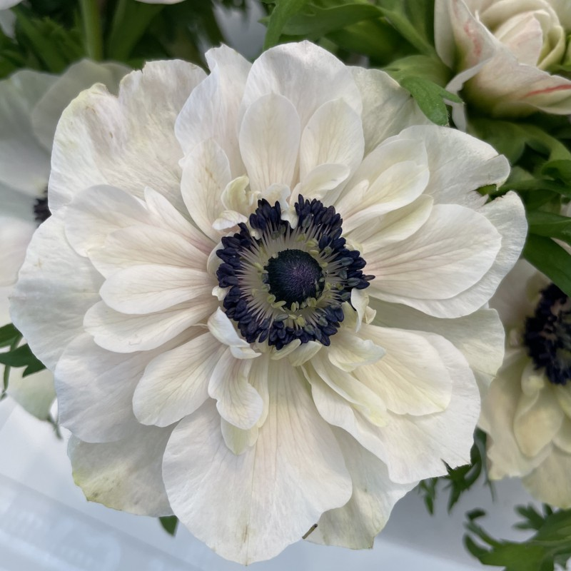 Anemone Bulbs ✨ 🌸Windflowers,High Quality Matching Bulbs