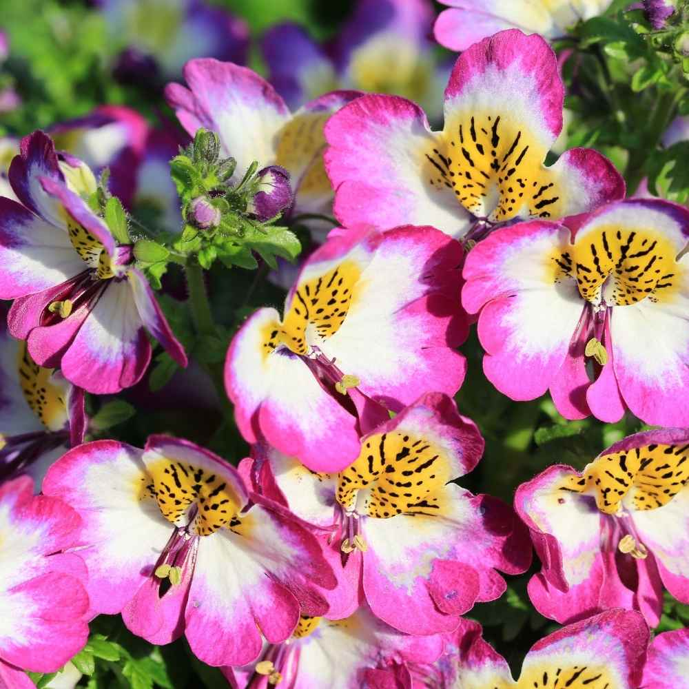 Schizanthus Seeds🌺🦋– Butterfly-Inspired Blooms for Your Garden
