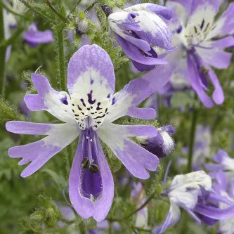 Schizanthus Seeds🌺🦋– Butterfly-Inspired Blooms for Your Garden
