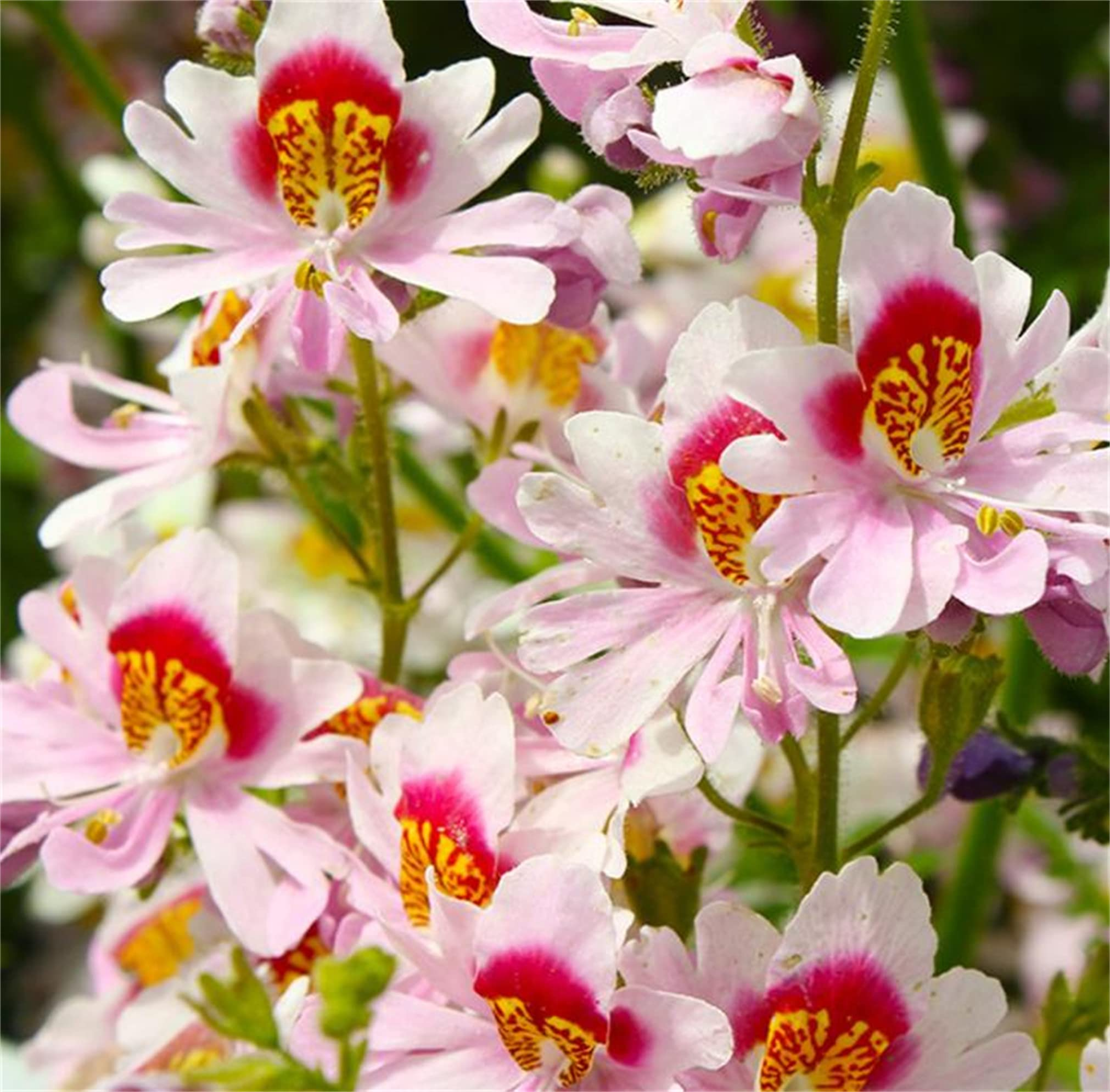 Schizanthus Seeds🌺🦋– Butterfly-Inspired Blooms for Your Garden