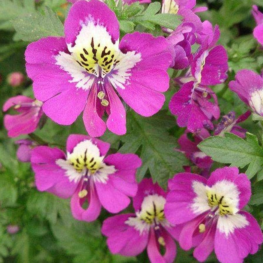 Schizanthus Seeds🌺🦋– Butterfly-Inspired Blooms for Your Garden