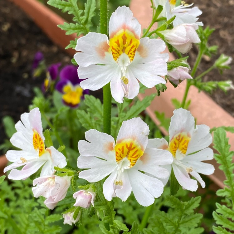 Schizanthus Seeds🌺🦋– Butterfly-Inspired Blooms for Your Garden