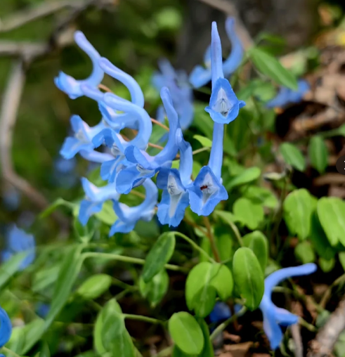 🦜 Corydalis Caudata Seeds 🌼