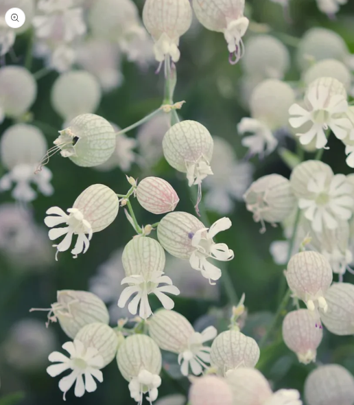 Maiden's Tears Native Meadow Seed 🌿