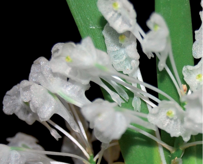 🌿 Angraecum equitans Seeds 💎 Epiphytic Orchid Wonder