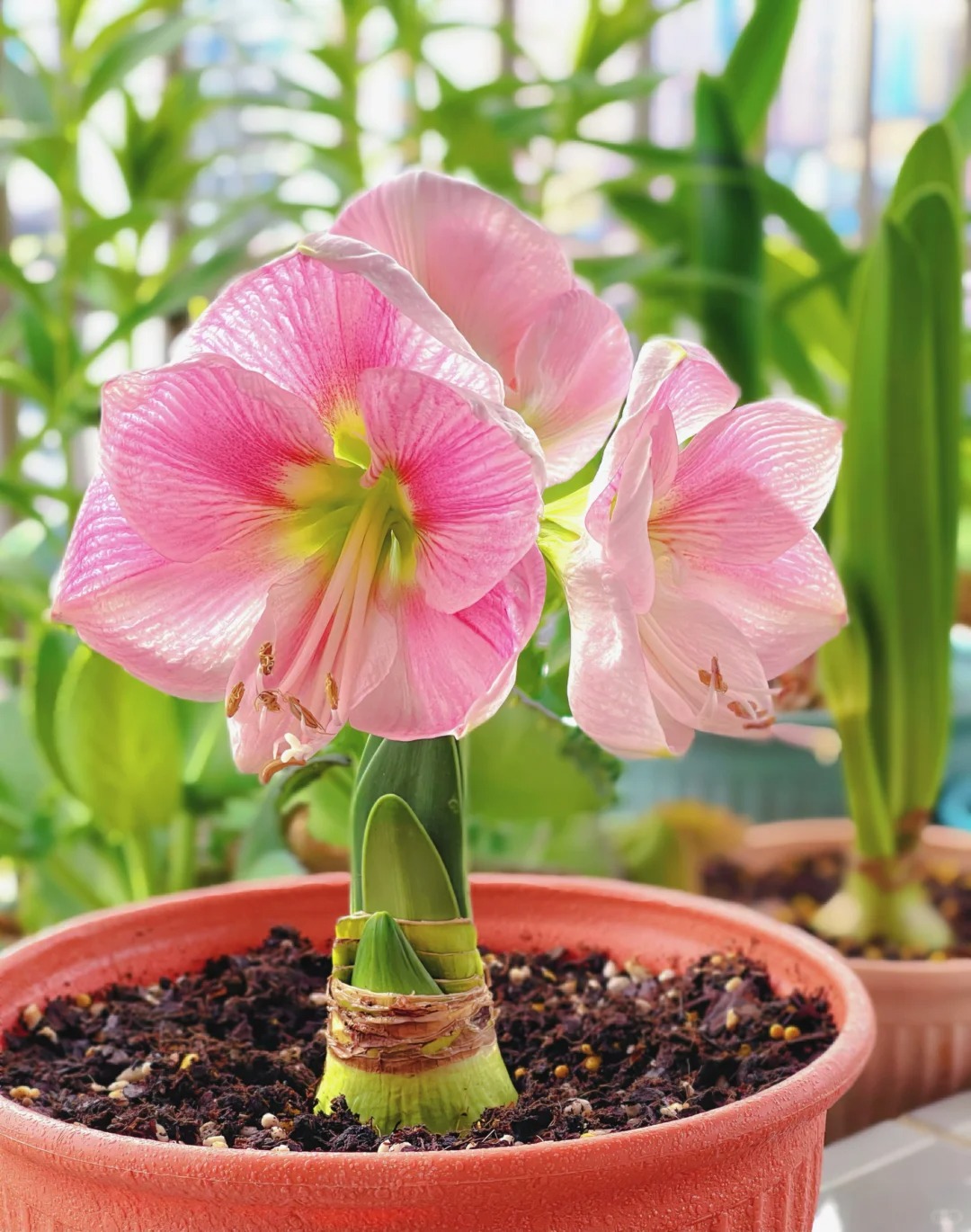 Rare Amaryllis Bulbs