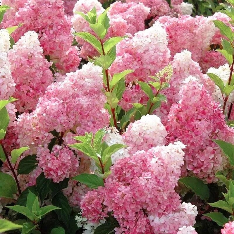 Hydrangea paniculata : A Stunning Perennial Shrub