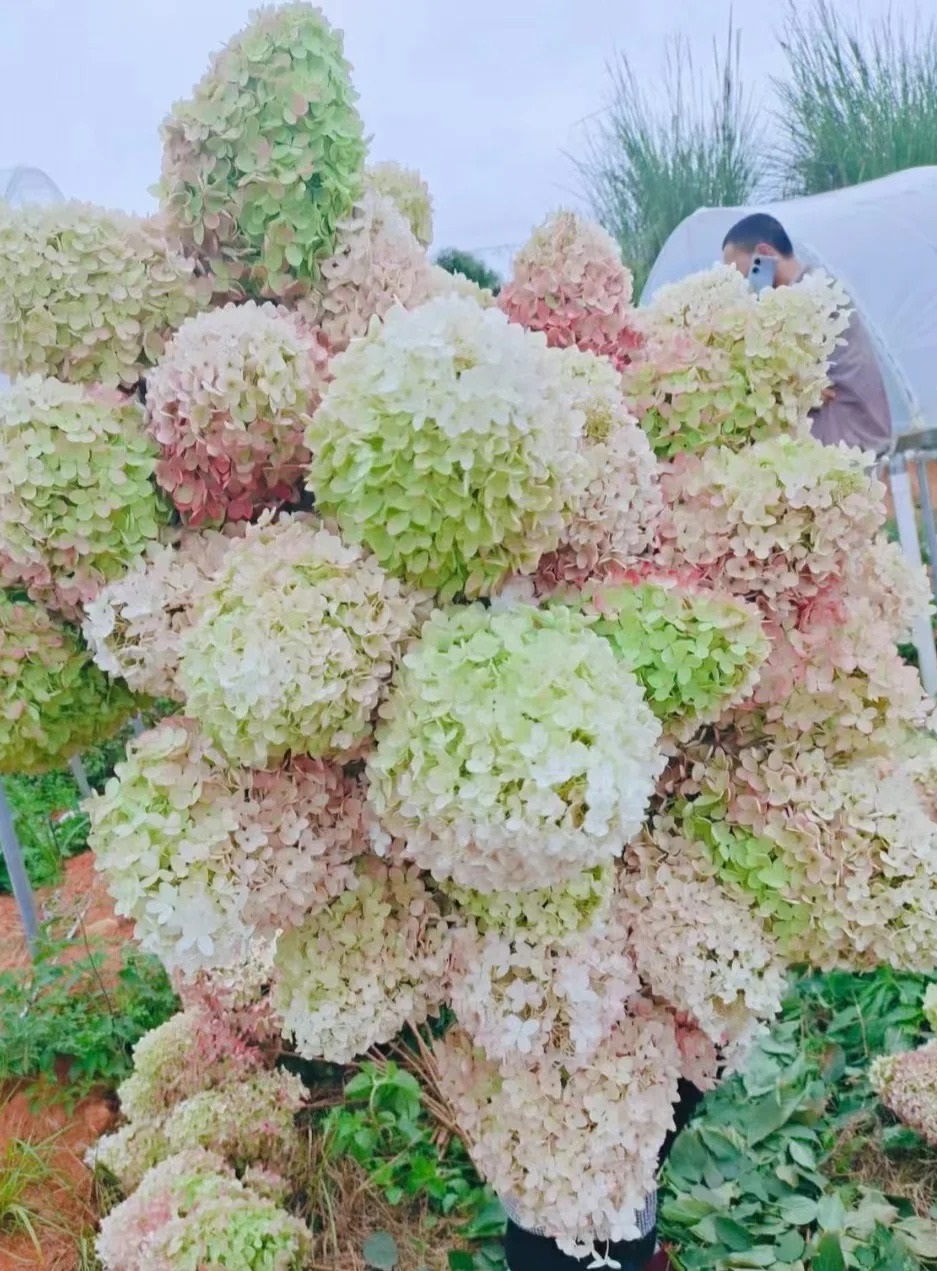 Hydrangea paniculata : A Stunning Perennial Shrub