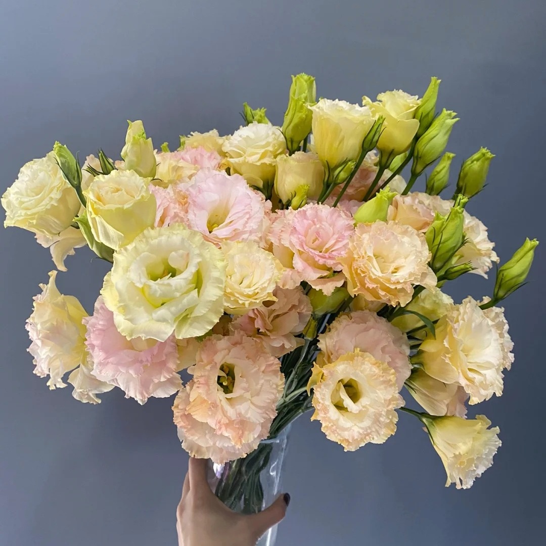 🌸 Lisianthus - The Romantic Fairy from Afar 🌸