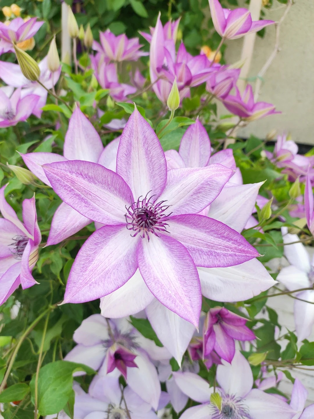 🌸🌼 Clematis - The Queen of Your Garden! 🌼