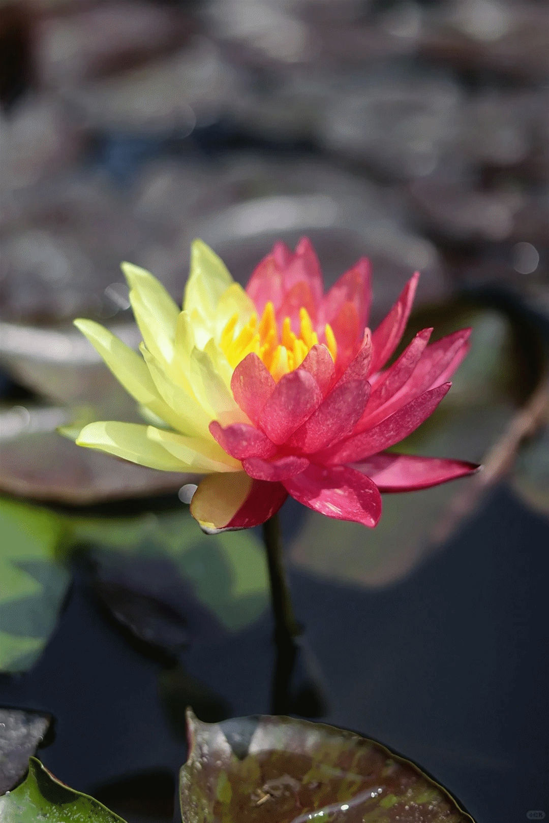 🔥 50% de Réduction 🎁⏰Les graines de nénuphar