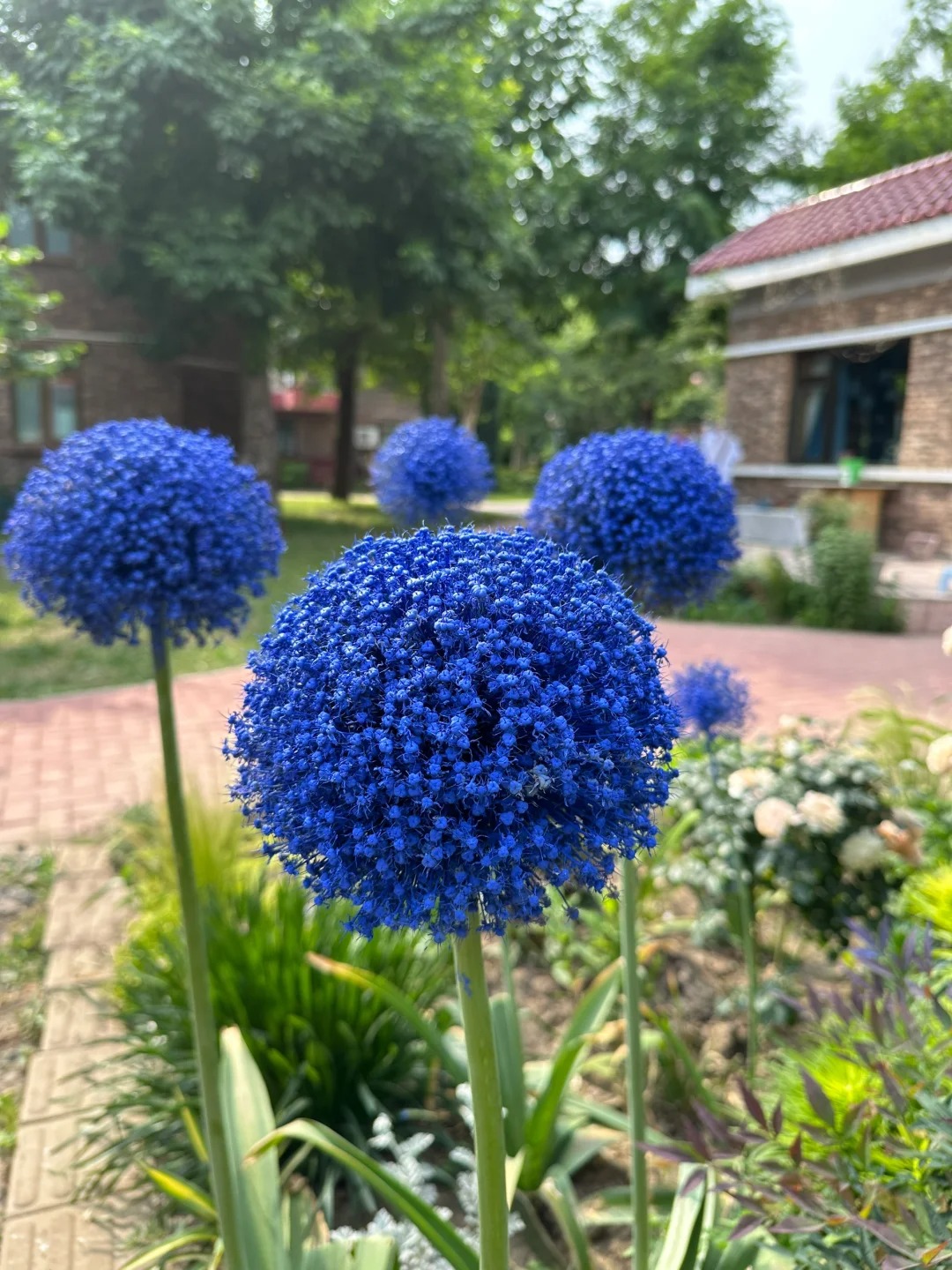 🌸 Giant Allium: A Royal Bloom for Your Garden 💜