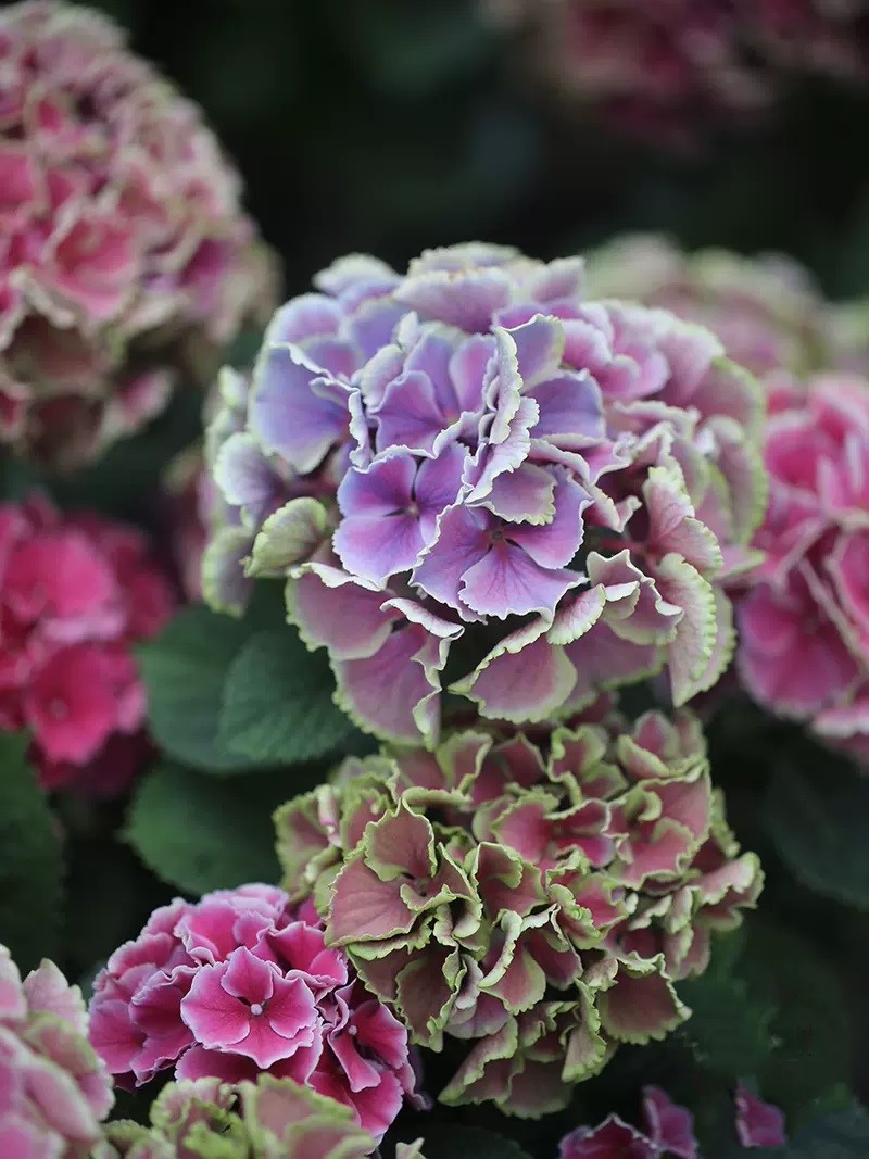🔥🔥 50% Off 🎁 Hydrangea Seeds 🎁💐