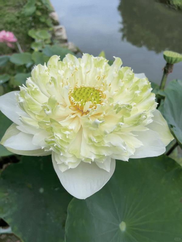 🔥 50% OFF 🎁⏰ Seeds of Nymphaea (Water Lily)