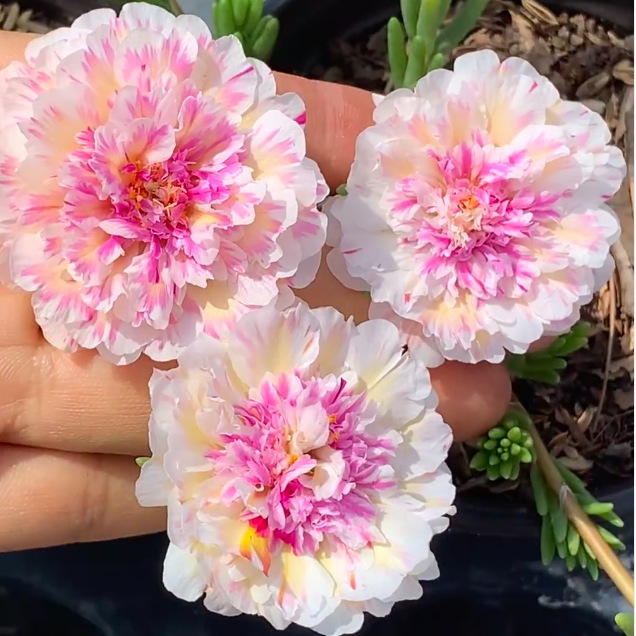 🌸 Mixed Color Double Portulaca Seeds