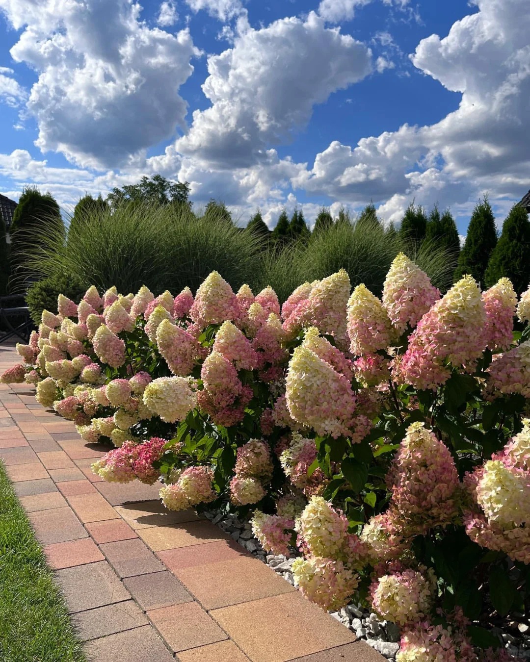 Hydrangea paniculata : A Stunning Perennial Shrub