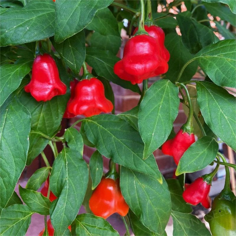 Semillas de Chile Mixtas