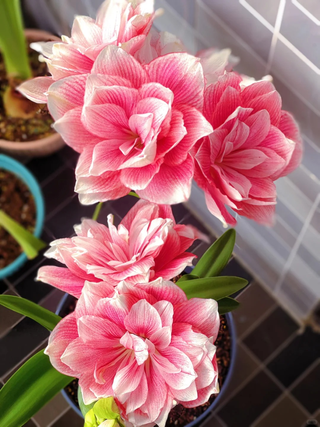 Rare Amaryllis Bulbs