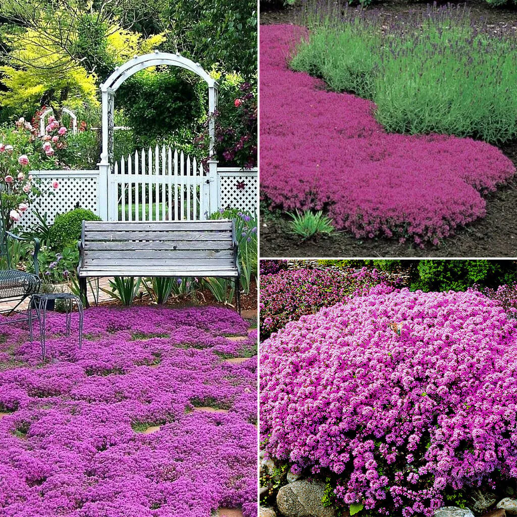 ✨ The Magical Fairy Garden of Your Dreams✨Creeping Thyme Seeds