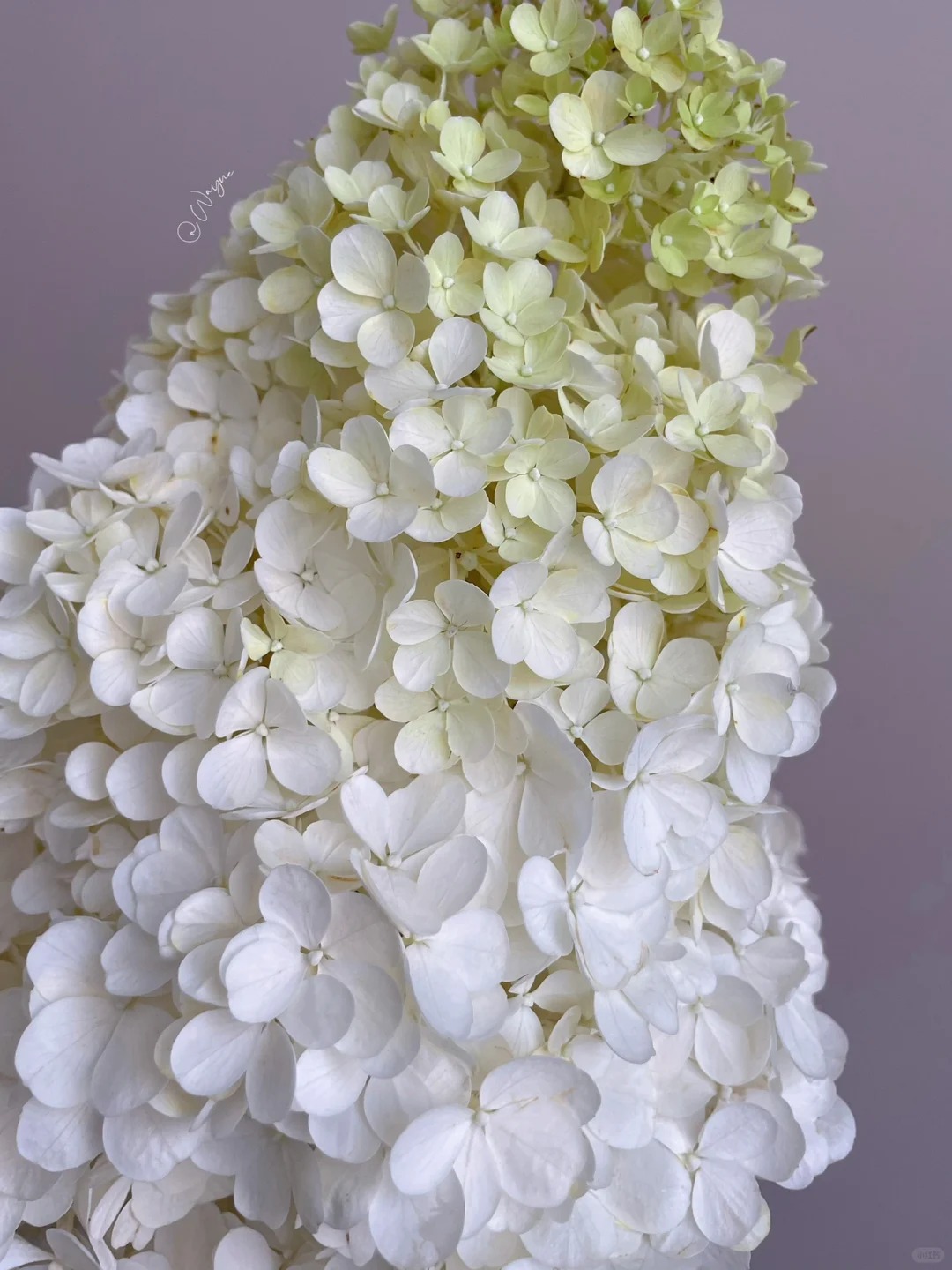 Grow Enchanting Hydrangeas from Seeds! 🌸🌿