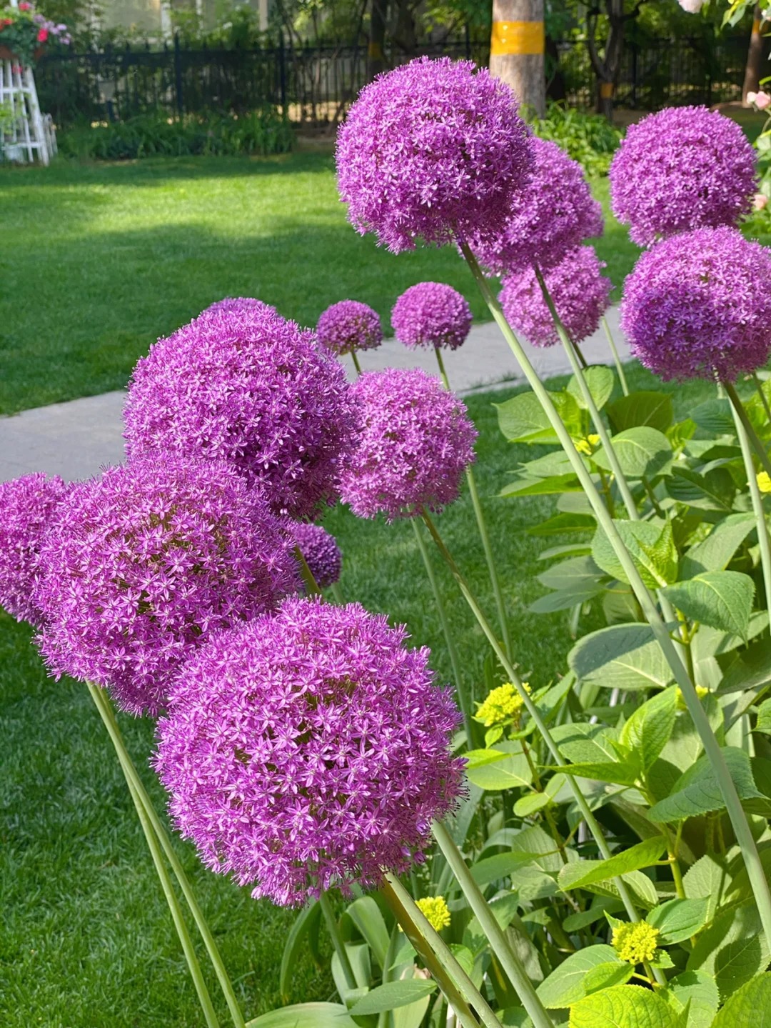 🌸 Giant Allium: A Royal Bloom for Your Garden 💜