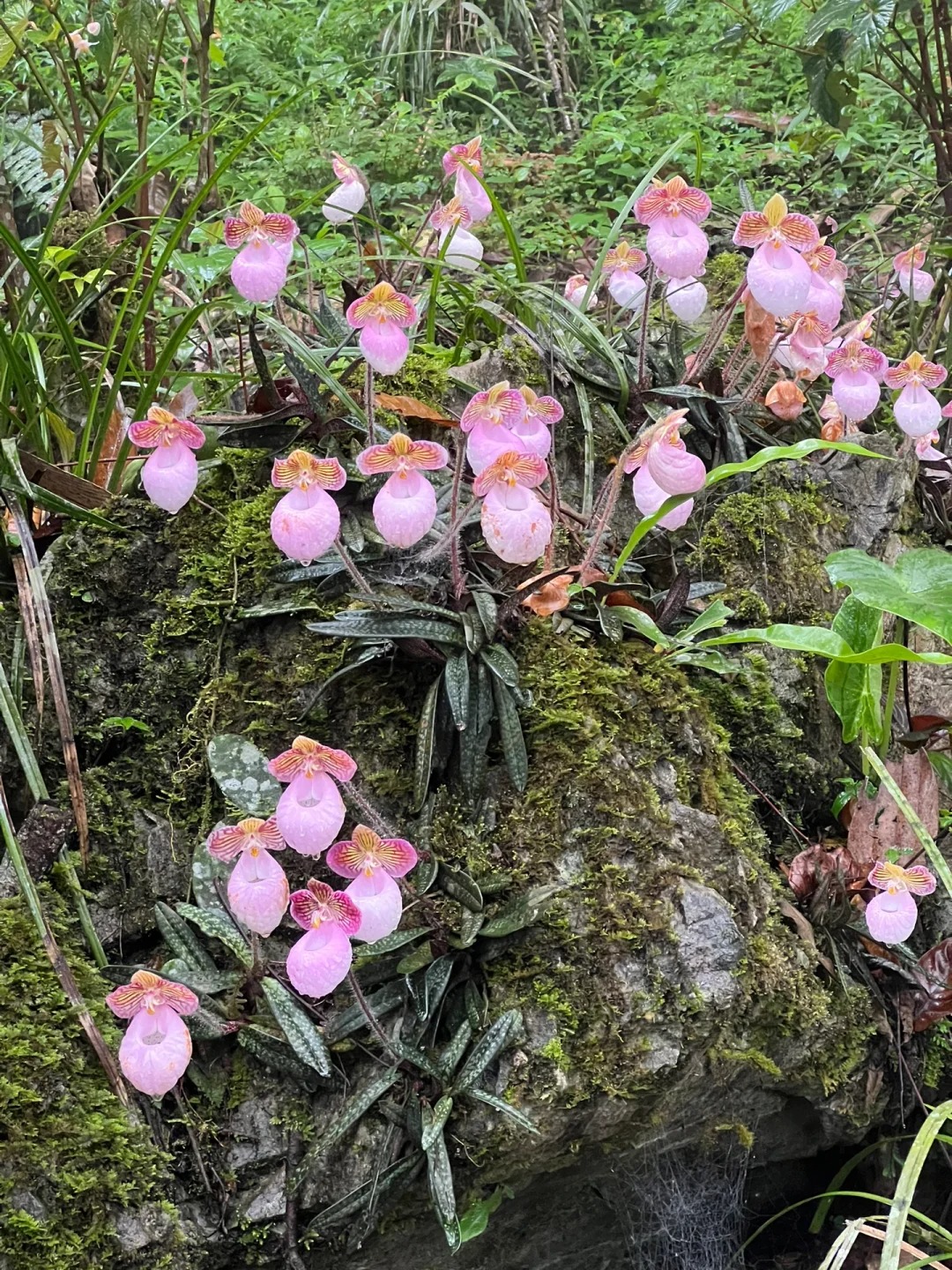🌈Paphiopedilum micranthum - La Fleur de Vénus