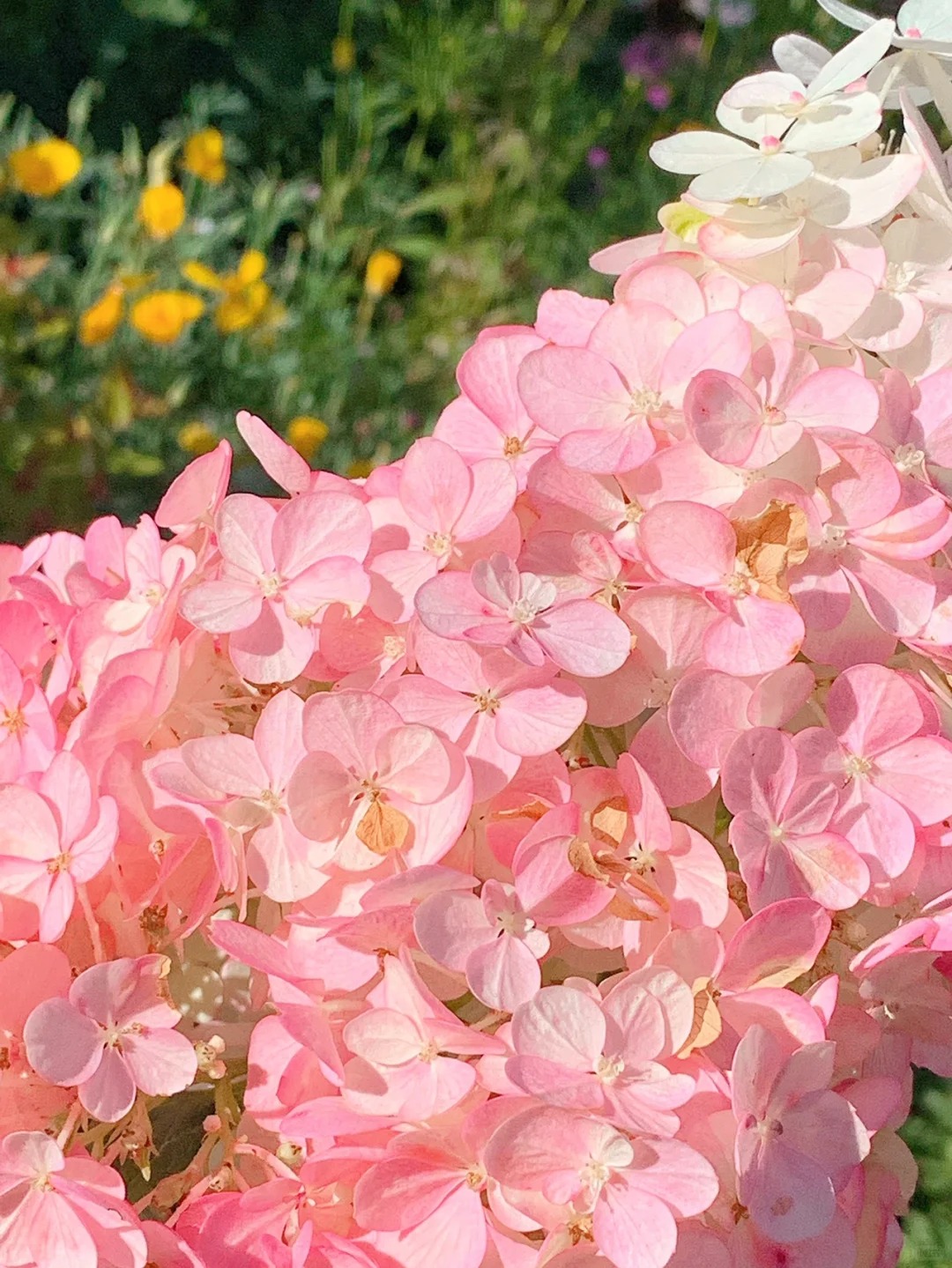 Grow Enchanting Hydrangeas from Seeds! 🌸🌿