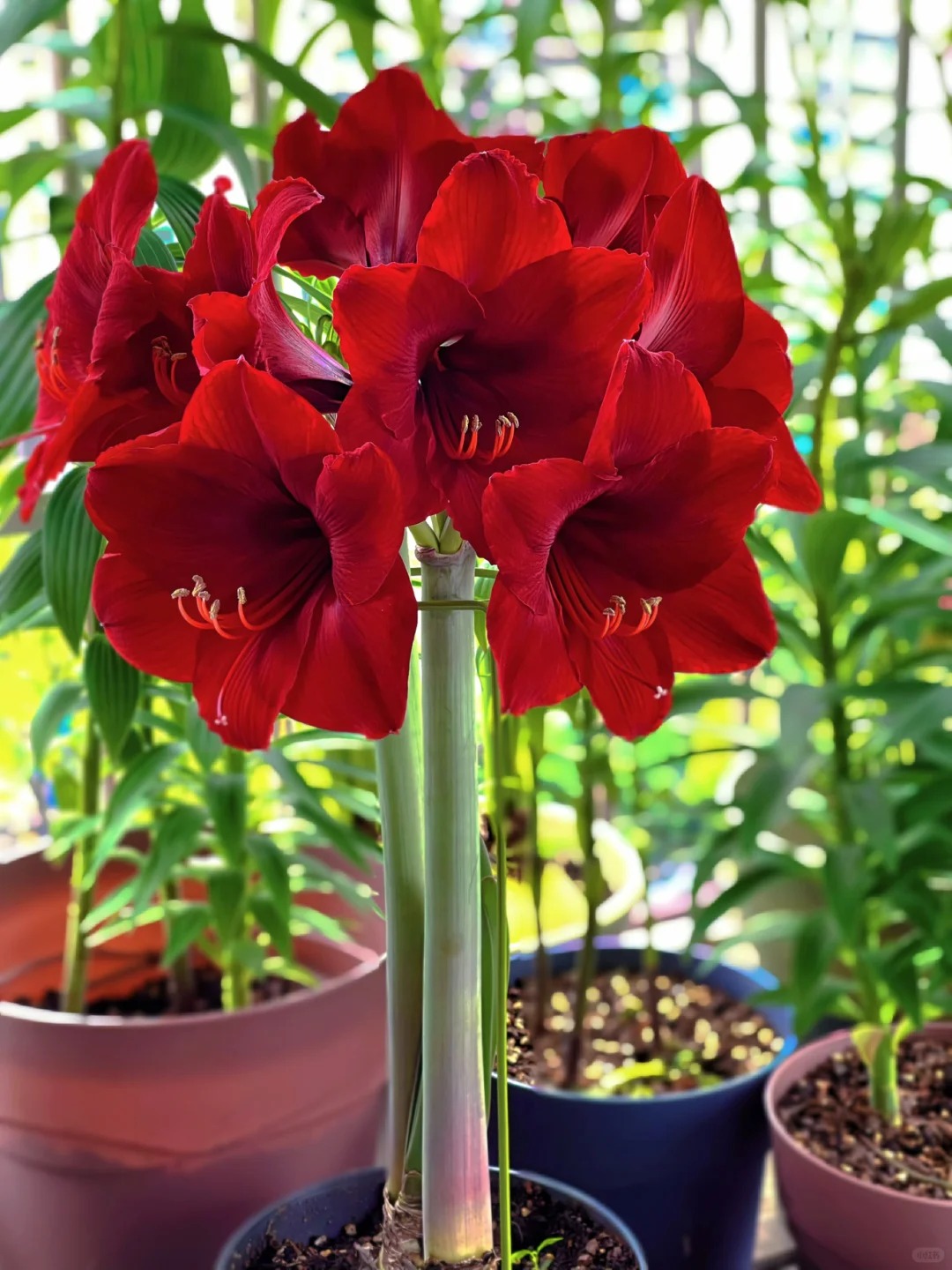 Rare Amaryllis Bulbs