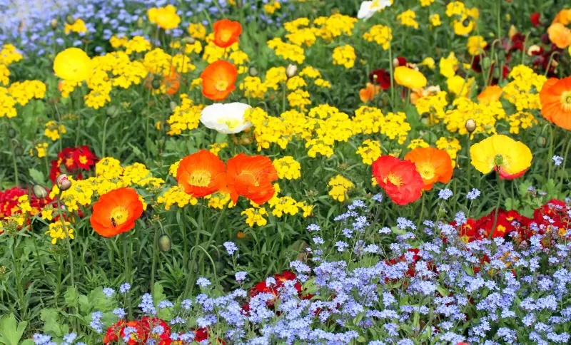 🌸 Mixed Perennial Flower Seeds - Over 60 Mixed Varieties🌱