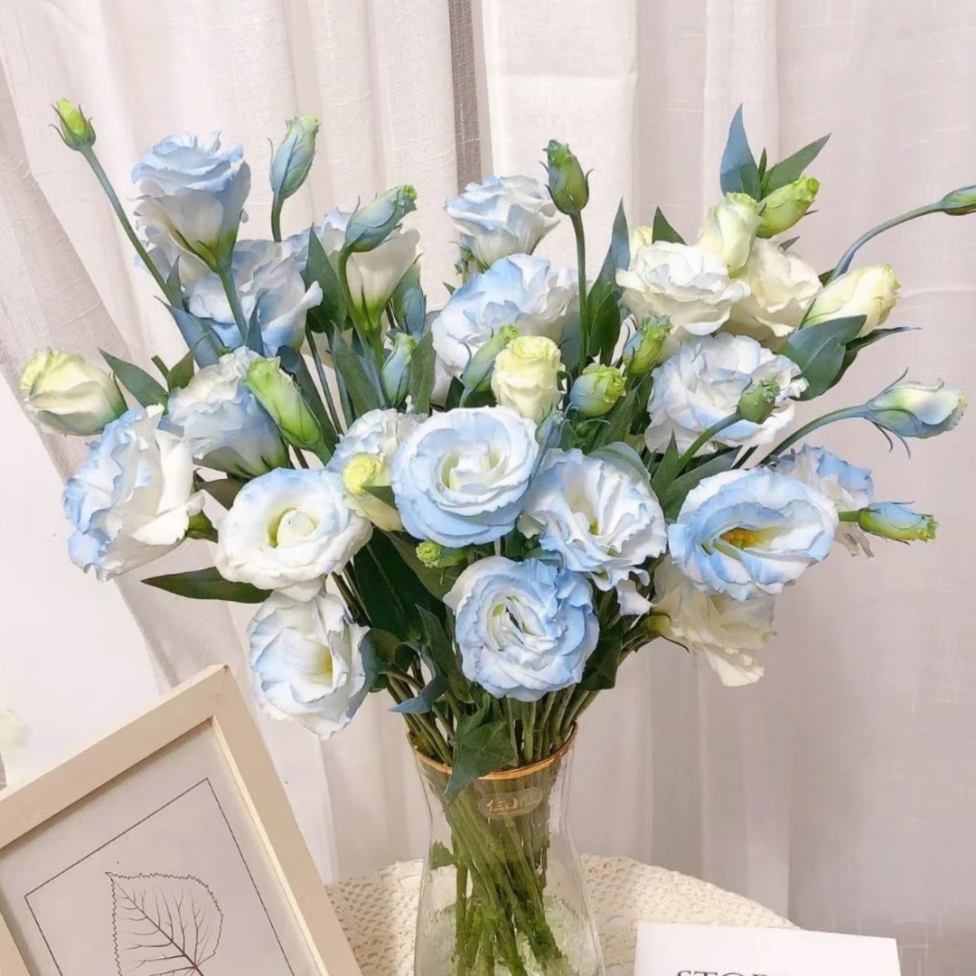 🌸 Lisianthus - The Romantic Fairy from Afar 🌸